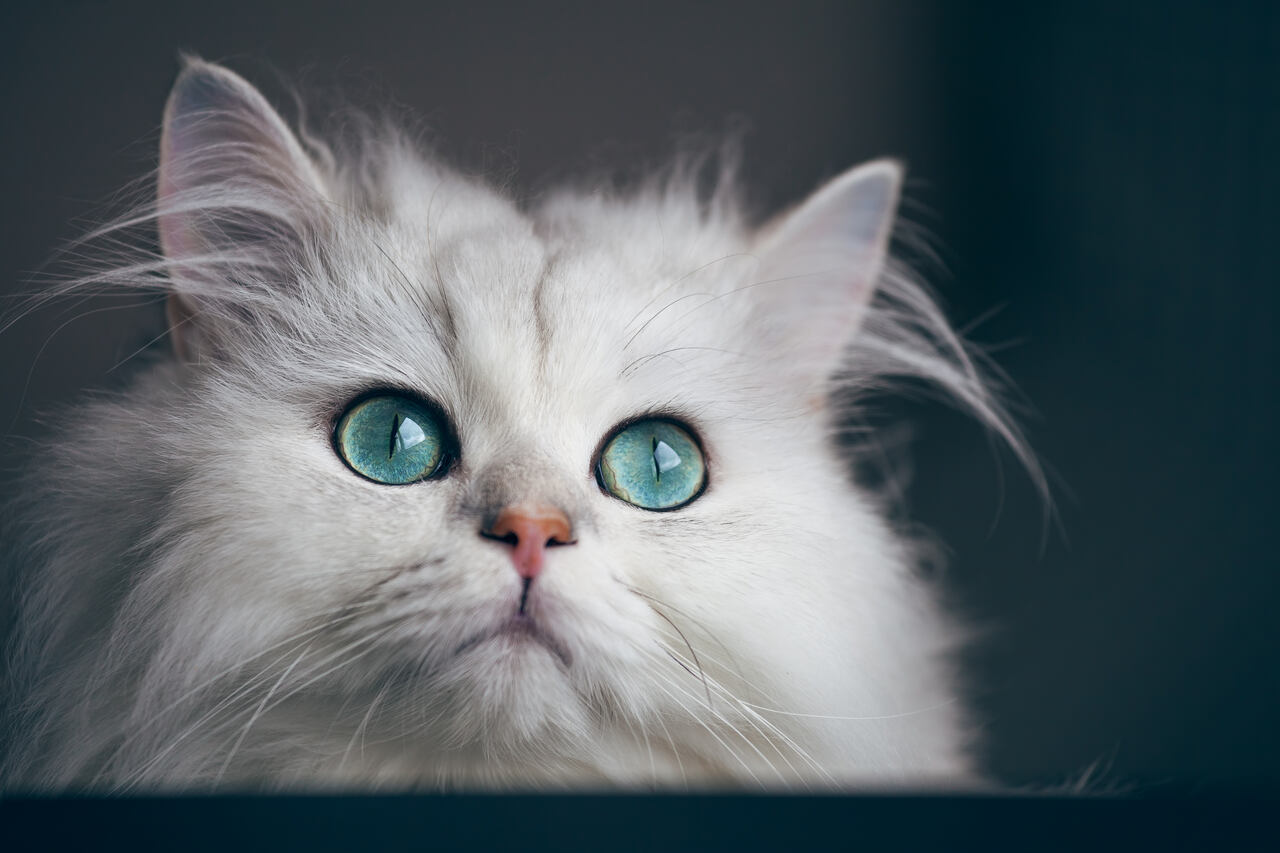 Mavi gözlü sinsila kedi