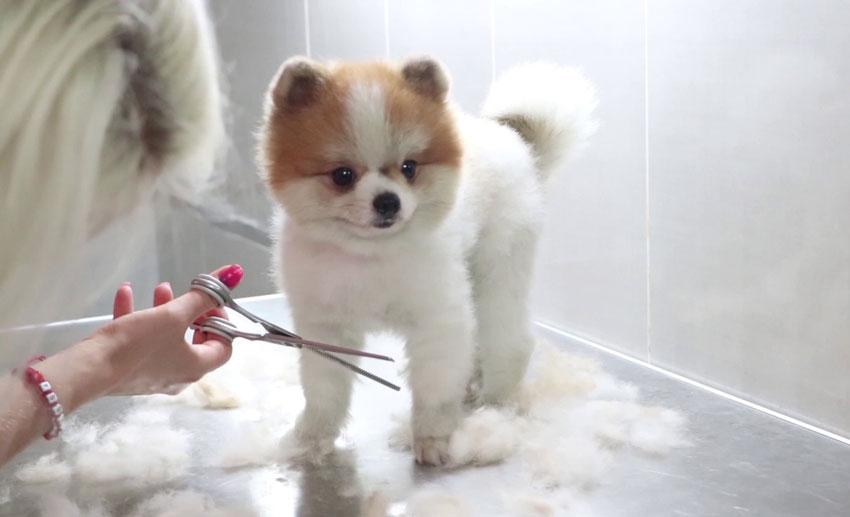 Pomeranian Boo bakımı nasıl yapılır