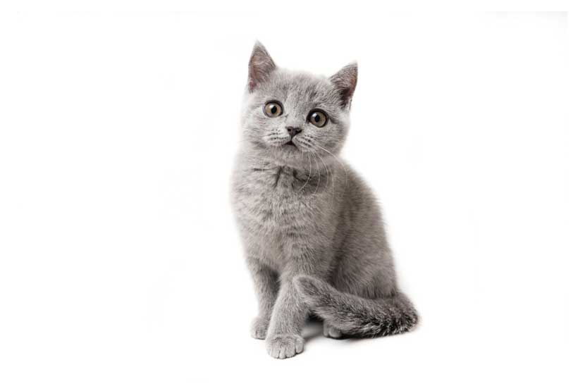 ankara vetrium British Shorthair kedi