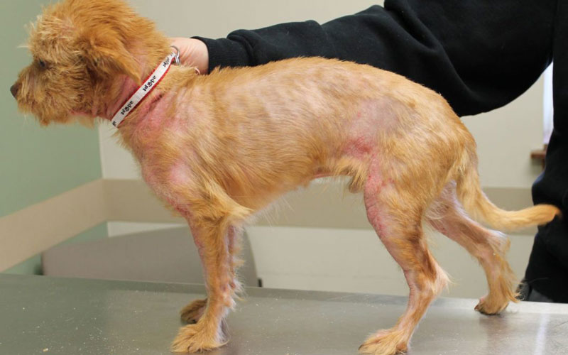 köpeklerde deri hastalıkları alerjik dermatit