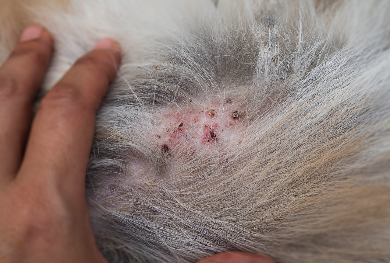 alerjik dermatit, kedilerde deri hastalıkları